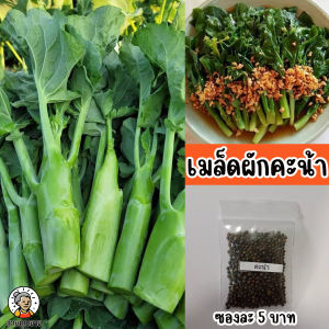 เมล็ดพันธุ์คะน้า ซองละ 5 บาท