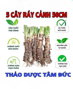 combo 5 cây ráy voi cao 50cm trồng cảnh