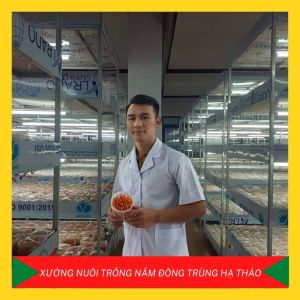 [FREE SHIP][14 gram khô]Đông Trùng Hạ Thảo Khô Sấy Thăng Hoa Minh Trường  loại tiêu chuẩn tăng cường hệ miễn dịch điều hòa huyết áp hỗ trợ điều trị tiểu đường