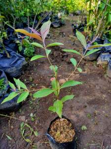 Bibit Pohon Pohon Pelangi rainbow Eucalyptus