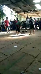 ไก่ชนสายเลือดเงินล้าน - ราคาพิเศษ 3ฟอง420บาท ราคายอดนิยม