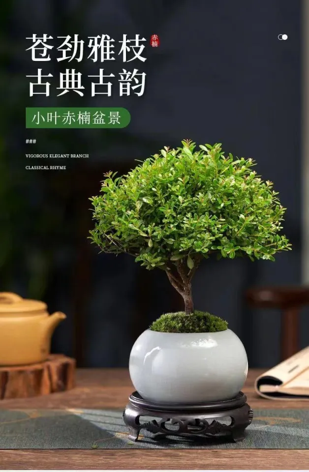 Golden nanmu potted Phoebe microphylla bonsai modeling Phoebe microphylla  bonsai Phoebe microphylla seedlings absorb formaldehyde  Formaldehyde-Absorbing Plant - Lazada | Lazada PH