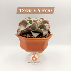 Chậu đất nung chậu sen đá - Lục giác 1255 miệng chậu 12cm chiều cao 5.5cm