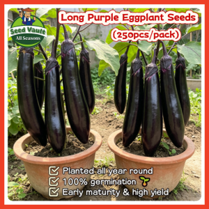 100% Legit High Germination 250pcs Long Purple Eggplant Seeds for Planting Vegetables Plants Hybrid Long Eggplant Seeds for Sale Organic Eggplant Vegetable Seeds for Gardening Talong Seeds Balcony Eggplant Seedlings Buto Ng Gulay Live Eggplant Plants