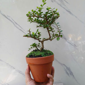Cây sam núi trái bonsai mini để bàn hoặc làm tiểu cảnh