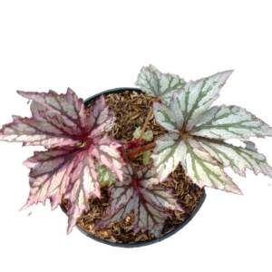 tanaman hias begonia golden exotic murah promo
