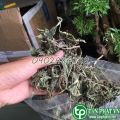 [HOT] Lá bồ công anh sấy khô Tấn Phát 1kg. 