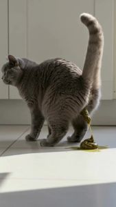 KPSPro Ubat Cirit-Birit dan Muntah Kucing sakit perut najis berak cair/ Cat Diarrhea 60mL