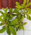 Bibit Tanaman Buah Kecacil / Cacil Buah Langka Murah. 