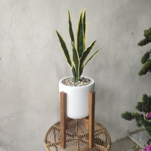 Tanaman lidah mertua artificial// ludah mertua latex isi 3 pc//lidah mertua lengkap pot