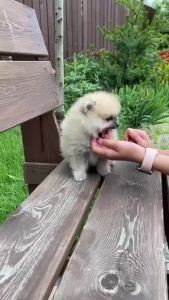 sup Bundle Dog & Cat Wet Food Real Meat Delish + Freeze Dried + Canned Wet Food + FREE Dog Treats