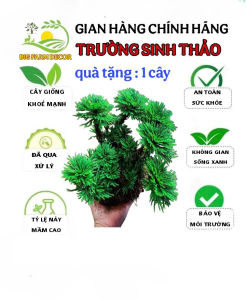 combo 5 khóm trường sinh thảo bonsai
