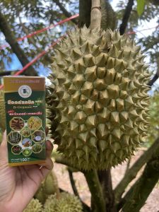 ฮอร์โมนพืช บี ออร์แกนิค พลัส (ของแท้จากโรงงาน) ปุ๋ยน้ำ สารเสริมประสิทธิภาพ สารบำรุงพืช B-Organic Plus 100 cc