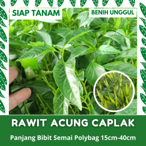 (50 POHON) BIBIT SEMAI CABE RAWIT ACUNG CAPLAK KUALITAS UNGGUL SIAP TANAM