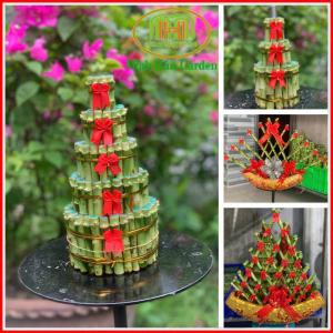 Cây phát tài tầng chưng bàn thờ ông địa quầy thu ngân thu tiền Minh Hân Garden