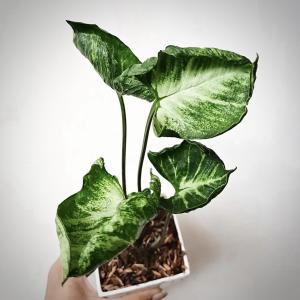 Syngonium ‘Godzilla’ - - Pokok Syngonium Godzilla - सिंगोनियम गॉडज़िला Syngonium Godzilla – Reptile-Textured Leaves Rare Aroid Indoor Statement Plant Easy to Grow Exotic Tropical Foliage LIVE PLANT