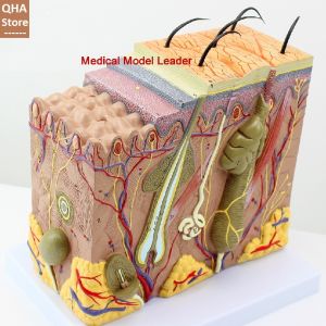 Mô hình da - Mô hình da người 3D
