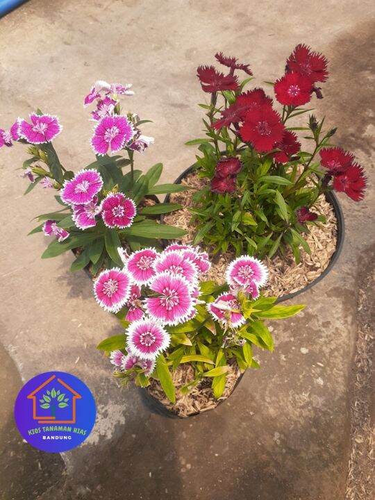 Cod Paket Pcs Tanaman Hias Bunga Dianthus Anyelir Carnation Lazada