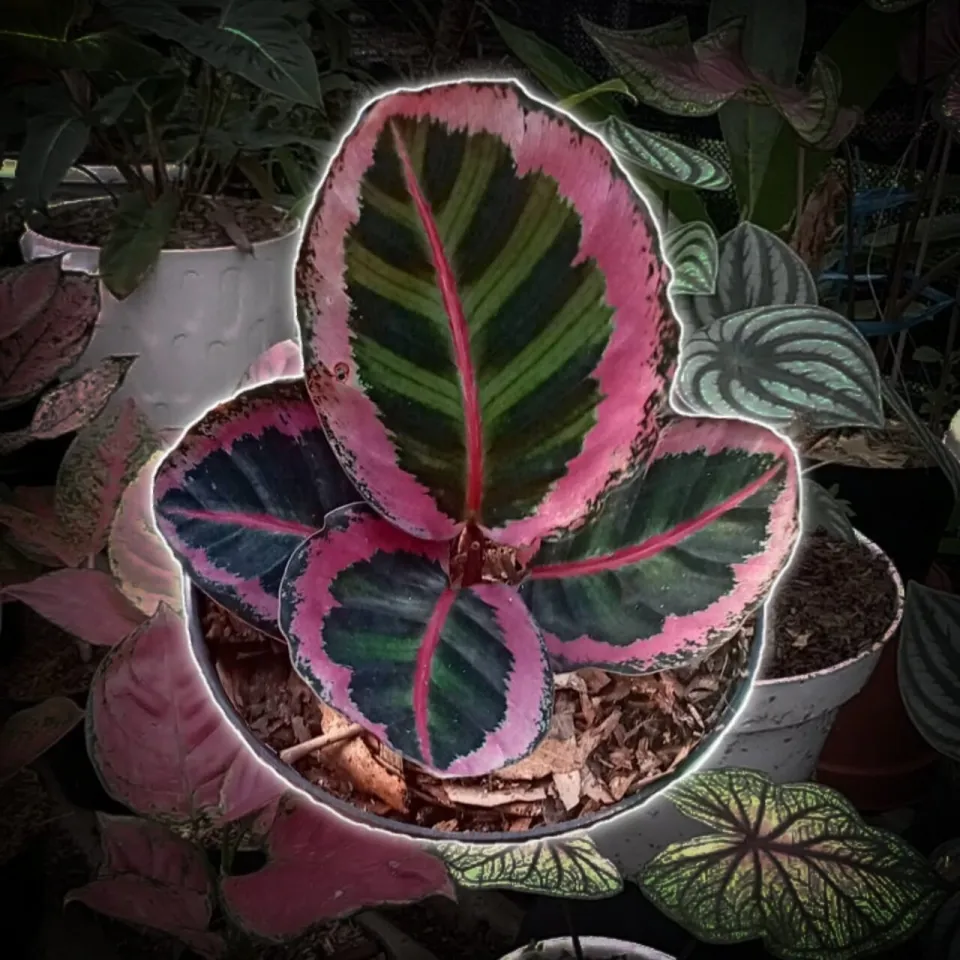 Tanaman Hias Calathea Cynthia Pink ANAKAN | Lazada Indonesia