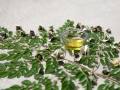 Moringa Project Moringa Facial Oil มอริงก้าเฟเชี่ยลออยล์ น้ำมันมะรุม บำรุงผิวหน้า (30 ml or 100 ml). 