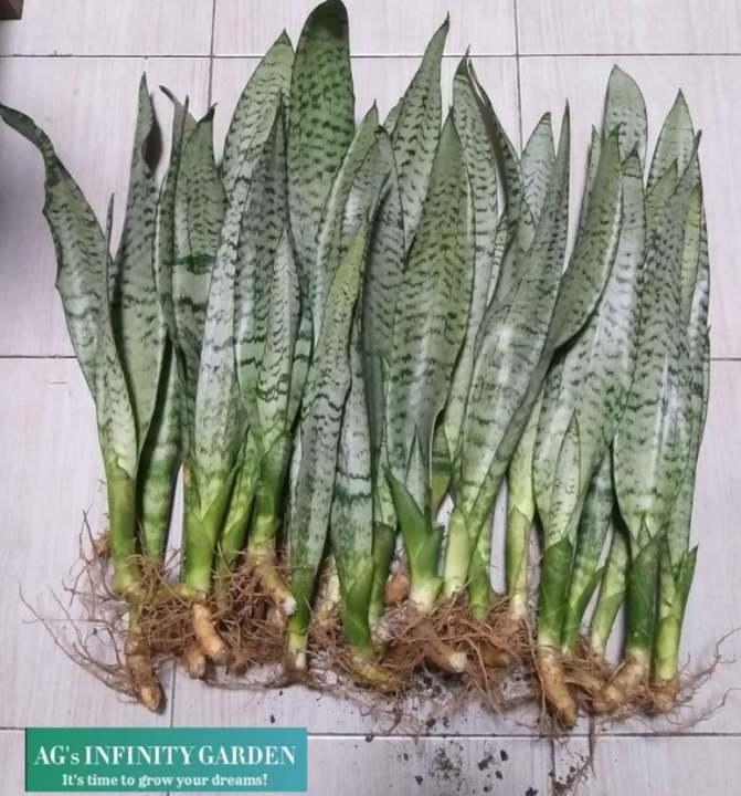 Uprooted Snake Plant Sansevieria " Green / Black Coral " ( Air