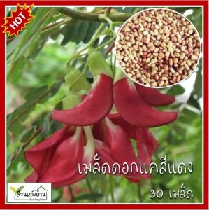 30 เมล็ด ดอกแคสีแดง (ต้นเตี้ย) แคแดง ดอกแคแดง เมล็ดดอกแค แคดอกแดง เมล็ดดอกแคสีแดง เมล็ดดอกแคแดง แค แคบ้าน ต้นแค แคบ้านดอกแดง แคแกง ดอกแค