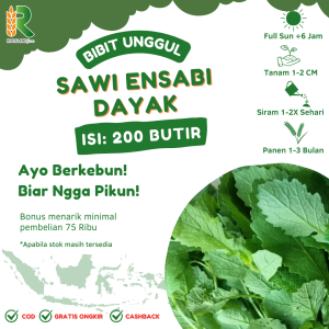 BENIH SAWI ENSABI DAYAK PREMIUM (200 BUTIR)