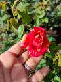 Rose Plant "Tricolor Fire Flash " ( Korean Rose ) With FREE plastic pot, garden soil  ( Real  and Lowest price ) Limited Stock Only AGs Infinity Shop. 