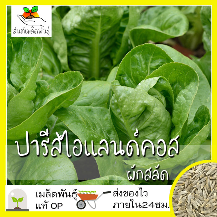 7 อันดับเมล็ดพันธุ์ผักสลัดคอส ยี่ห้อไหนดี? อัปเดตปี 2025 สำหรับคนรักสุขภาพ