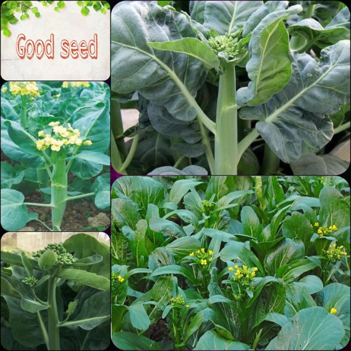 %E2%9A%A1%EF%B8%8FH%E1%BA%A0T%20GI%E1%BB%90NG%20RAU%20C%E1%BA%A2I%20L%C3%80N%20HOA%20V%C3%80NG%E2%9A%A1%EF%B8%8F%20N%C4%82NG%20XU%E1%BA%A4T%20CAO%20GI%E1%BB%90NG%20CH%E1%BB%90NG%20CH%E1%BB%8AU%20S%C3%82U%20B%E1%BB%86NH%20-%20Image%201