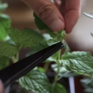 Jolicare Cream - 15g & 50g  Intensif Repair untuk Kulit Kering Gatal & Sensitif  Repair Dry Itchy & Sensitive Skin