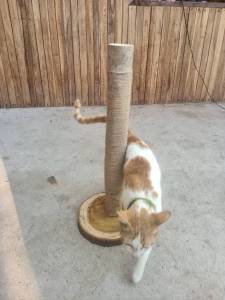 EUCAZA ที่ลับเล็บแมว ที่ฝนเล็บแมว เสาฝนเล็บแมว ของเล่นแมว คอนโดแมว แข็งแรง ทำจากไม้จริง พร้อมส่ง