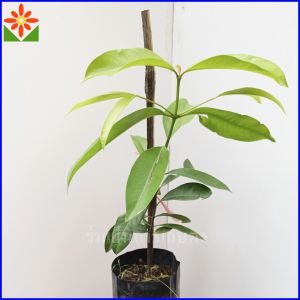 ต้นส้มมวง ต้นชะมวง ถุงเพาะ 4นิ้ว ส้มป้อง ส้มมวง