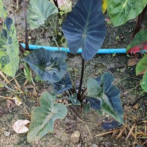 Colocasia Kopeka ตัดสด ไม่ตัดใบ โคโลคาเซีย โคเปก้า ลูกผสมระหว่าง Aloha และ Coffee Cup