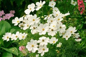 (300 Hạt )Hạt Giống Hoa Sao Nhái Mix Trắng-Hoa Nở Siêu Đẹp & Dễ Trồng-Tặng kèm hướng dẫn trồng