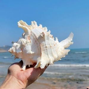 UNQCSA Large Natural Large Conch Shell 10-16cm DIY Kirin Snail Shell Landscaping Artificial Magical Conch Shells Crafts Statue Aquarium