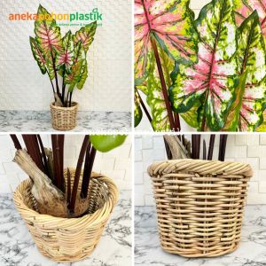 Pohon Artificial Keladi Giant Taro & Keladi Pelangi T120 Latex Cover Rotan Bulat Dekorasi Rumah Aesthetic