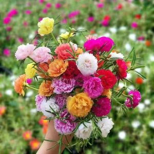 Mint Seeds Edible Wild Spearmint Lemon Mint American Mint Indoor and Outdoor Balcony Potted Vegetable Seeds