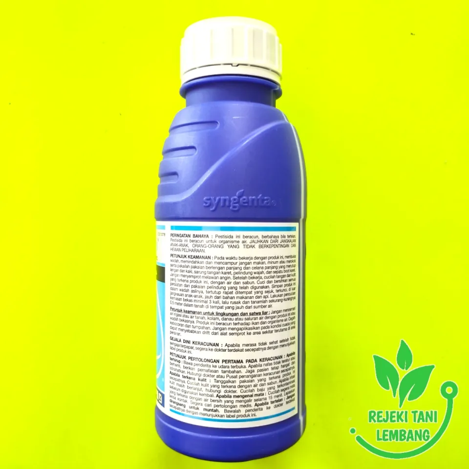 Katta latina eshak it uslubi