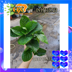 [FreeshipMAX][HCM] Combo 5 cây cẩm tú cầu cây giống - shop cây cảnh alo alo hang xom