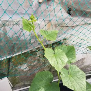 Lưới giào gà Lưới Trồng Cây Làm Giàn Dây Leo Khổ rộng 2m Mắt Nhỏ 4x4 Cm Sợi Xanh Bền Lưới Giàn Leo (1 mét tới )