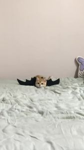 Pet Cat Bat Wings for Halloween Party Decoration  Puppy Collar Lead Role Play Bat Costume  Cute puppy and cat costume accessories