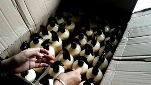 Pengkilap Motor & Mobil Insta Sparkling 500 Mili Daun Talas Coating