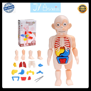 Science Experiments Anatomy Human Body Science Medical Educational Toys Badan Sains Mainan Sains Mainan Kanak