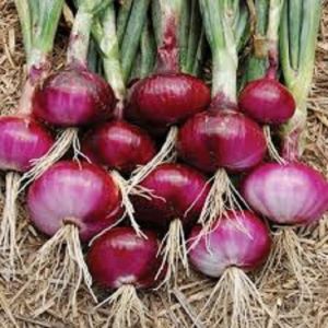 ONION SEEDS RED VARIETY High Germination Easy to Grow