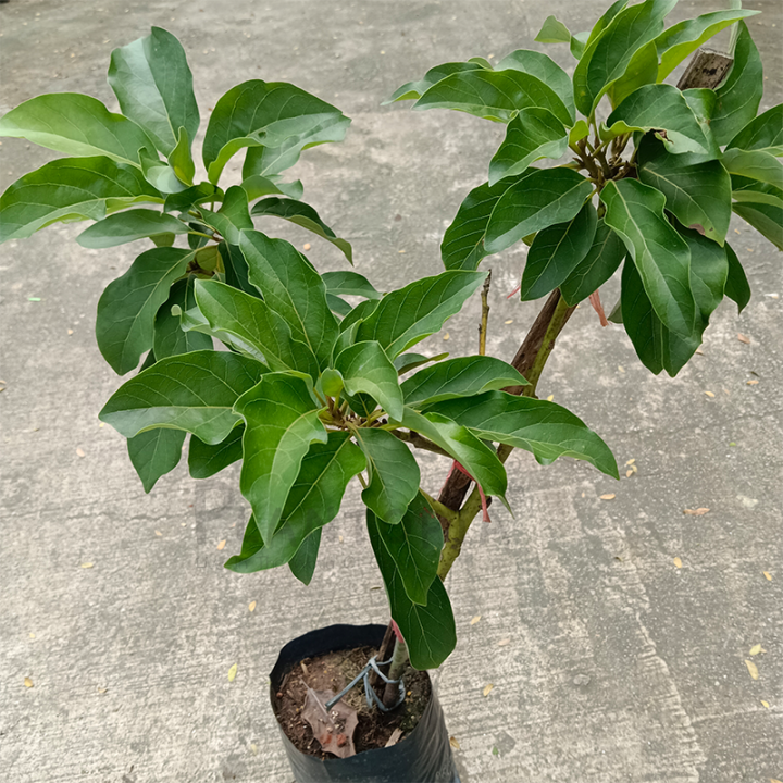 [Plantopia] Avocado | Pokok Alpukat | 牛油果 | Fruiting Plant | 水果植物 ...