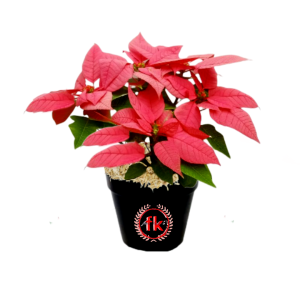 tanaman hias dekorasi  bunga kastuba pink