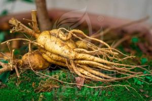 NHÂN SÂM KHÔ VIỆT NAM DÙNG ĐỂ HẦM CHÁO HẦM CANH HÃM TRÀ 100 GRAM