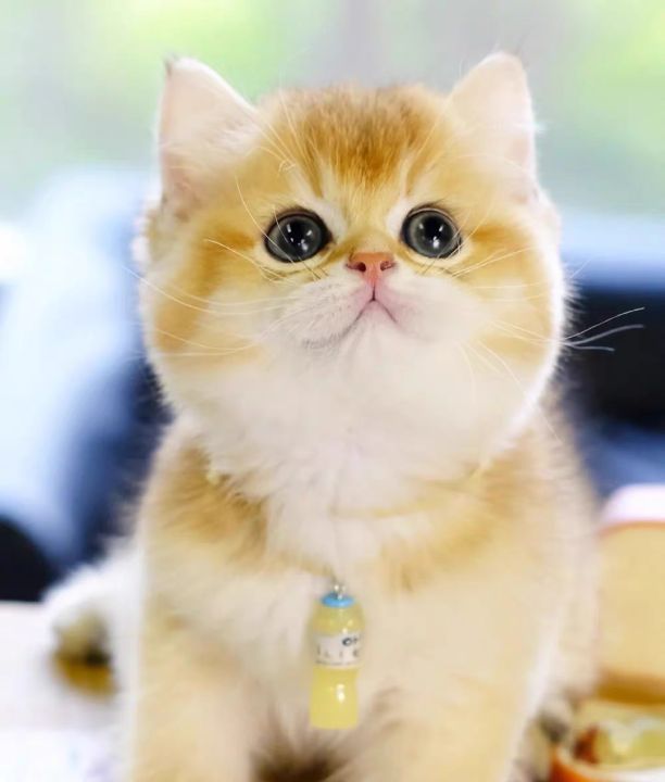 Free adoption of a cat living creature, golden gradient, 12 colors