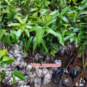 Bibit Mangga Madu 1 meter Super Okulasi Ukuran Besar